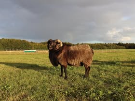 Bock auf der Weide